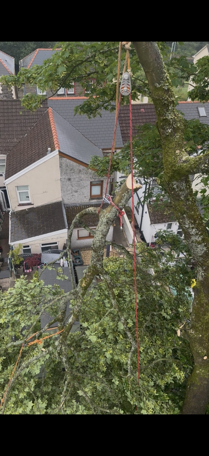 Recent Y Prennydd tree and countryside work in South Wales